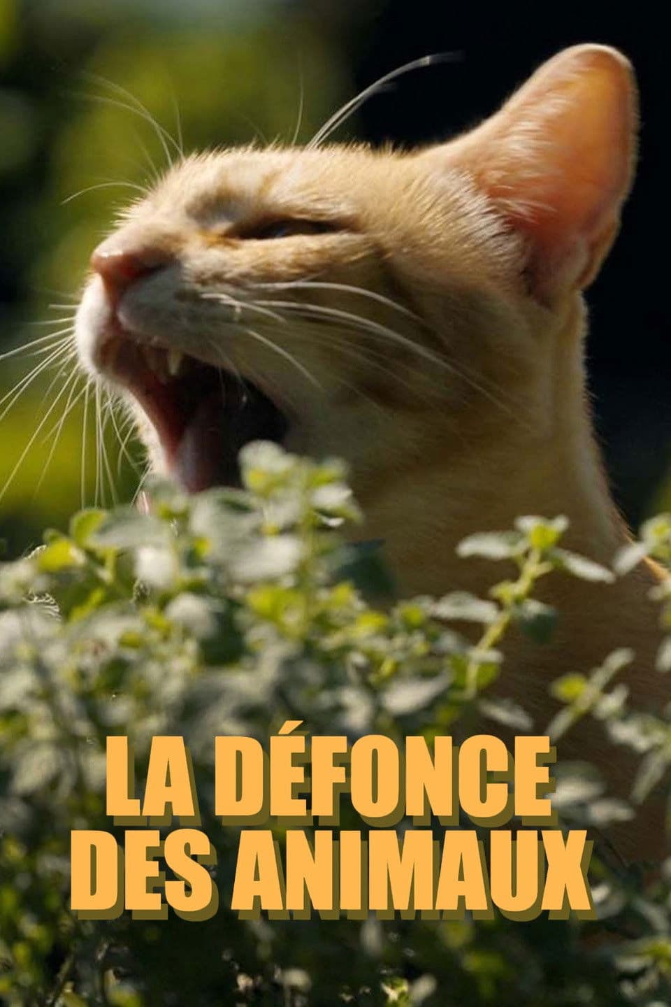 La défonce des animaux