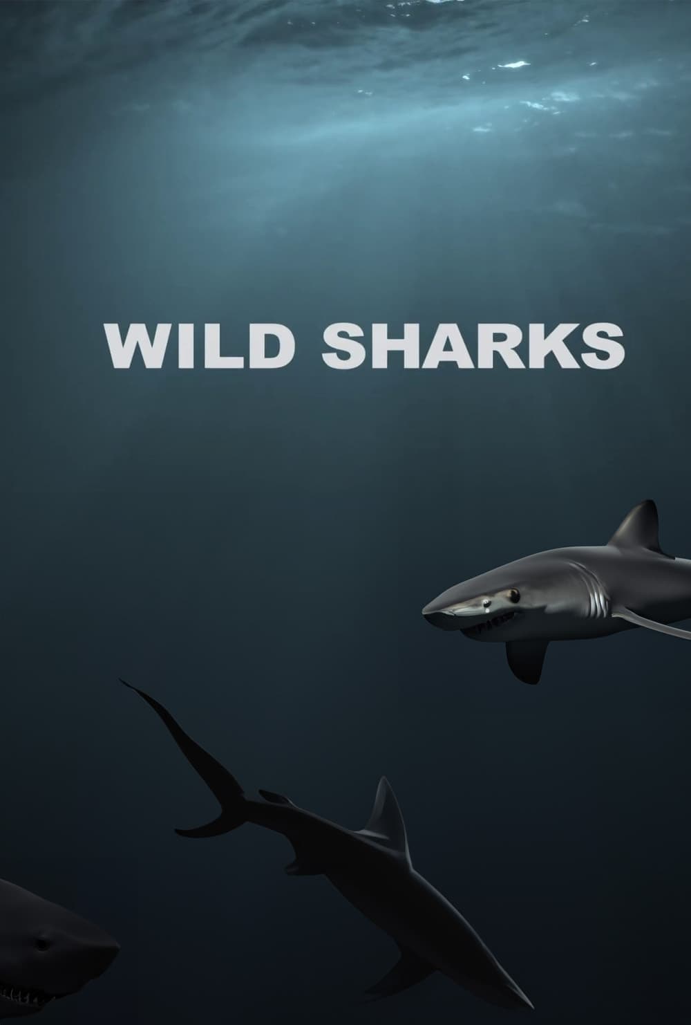 Wild Sharks