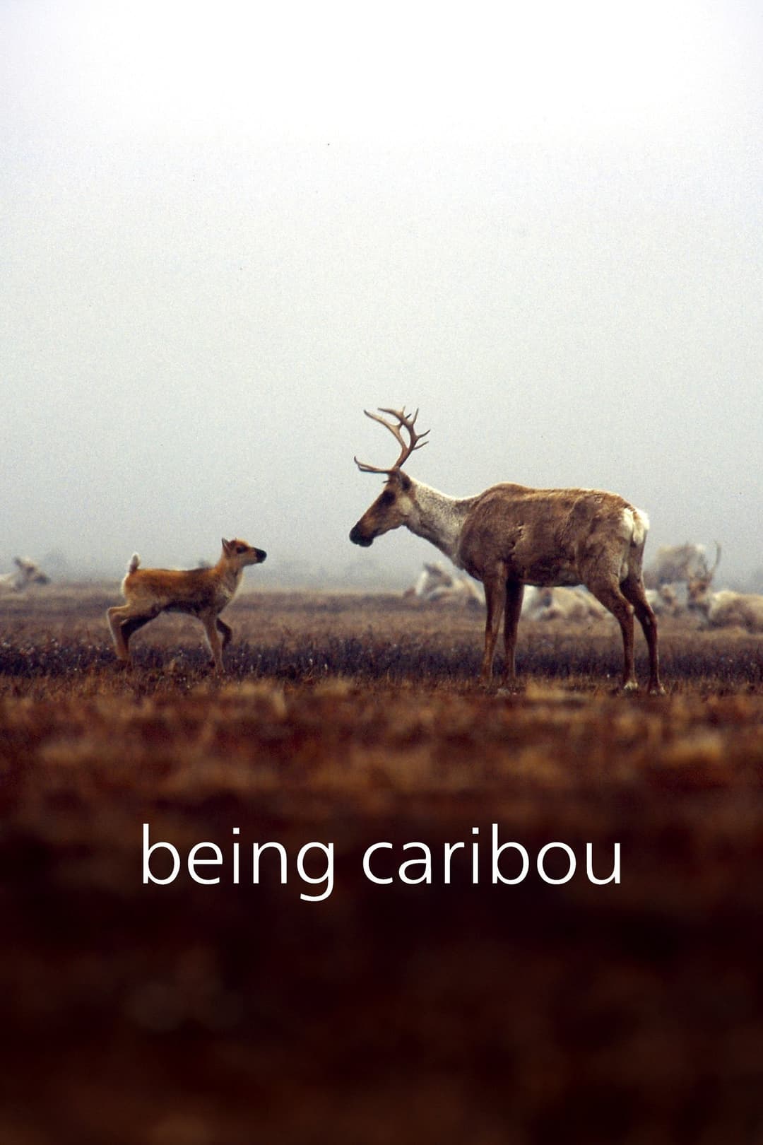Being Caribou